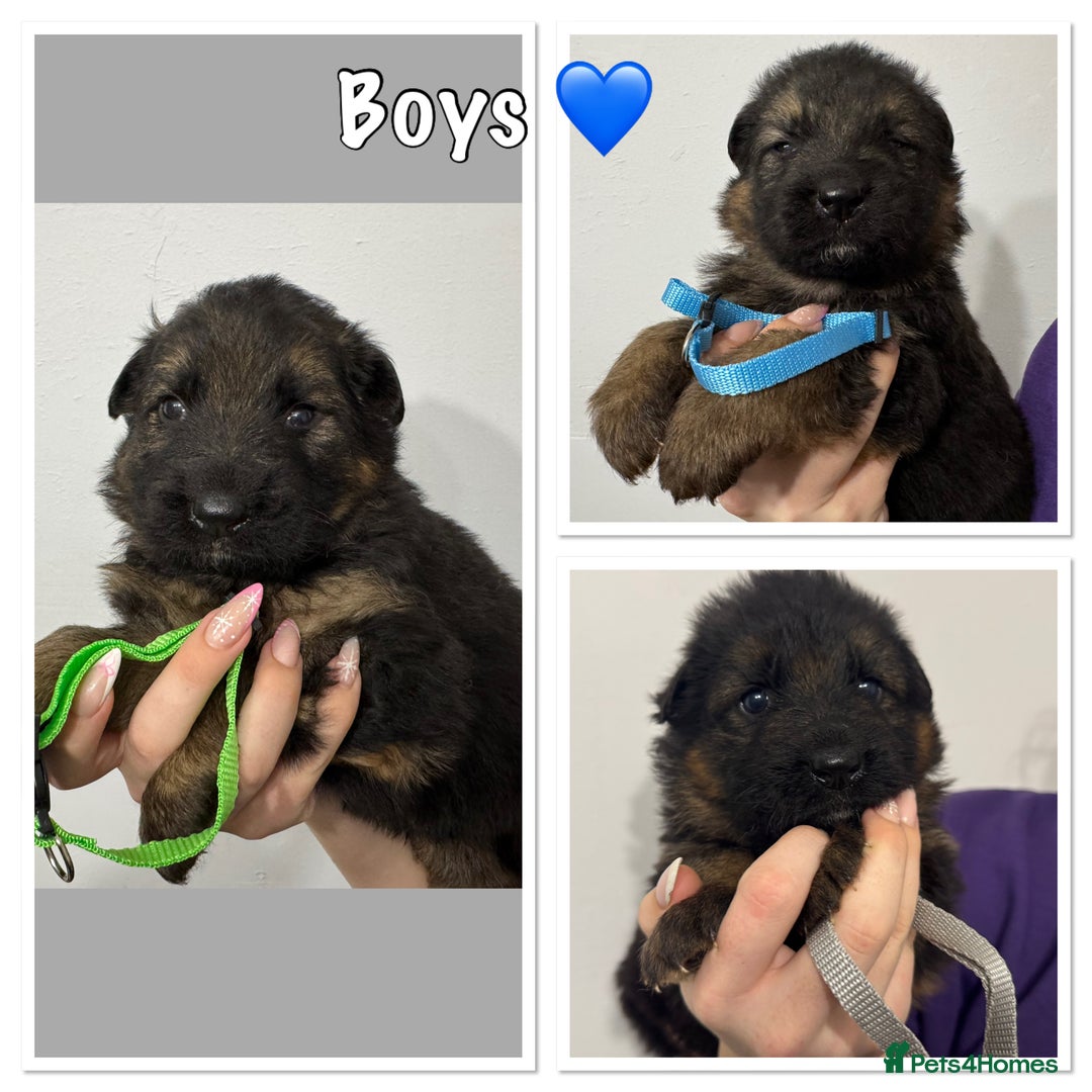 German Shepherd dogs for sale: KC REG Long coated German Shepherd puppies  - Advert 4