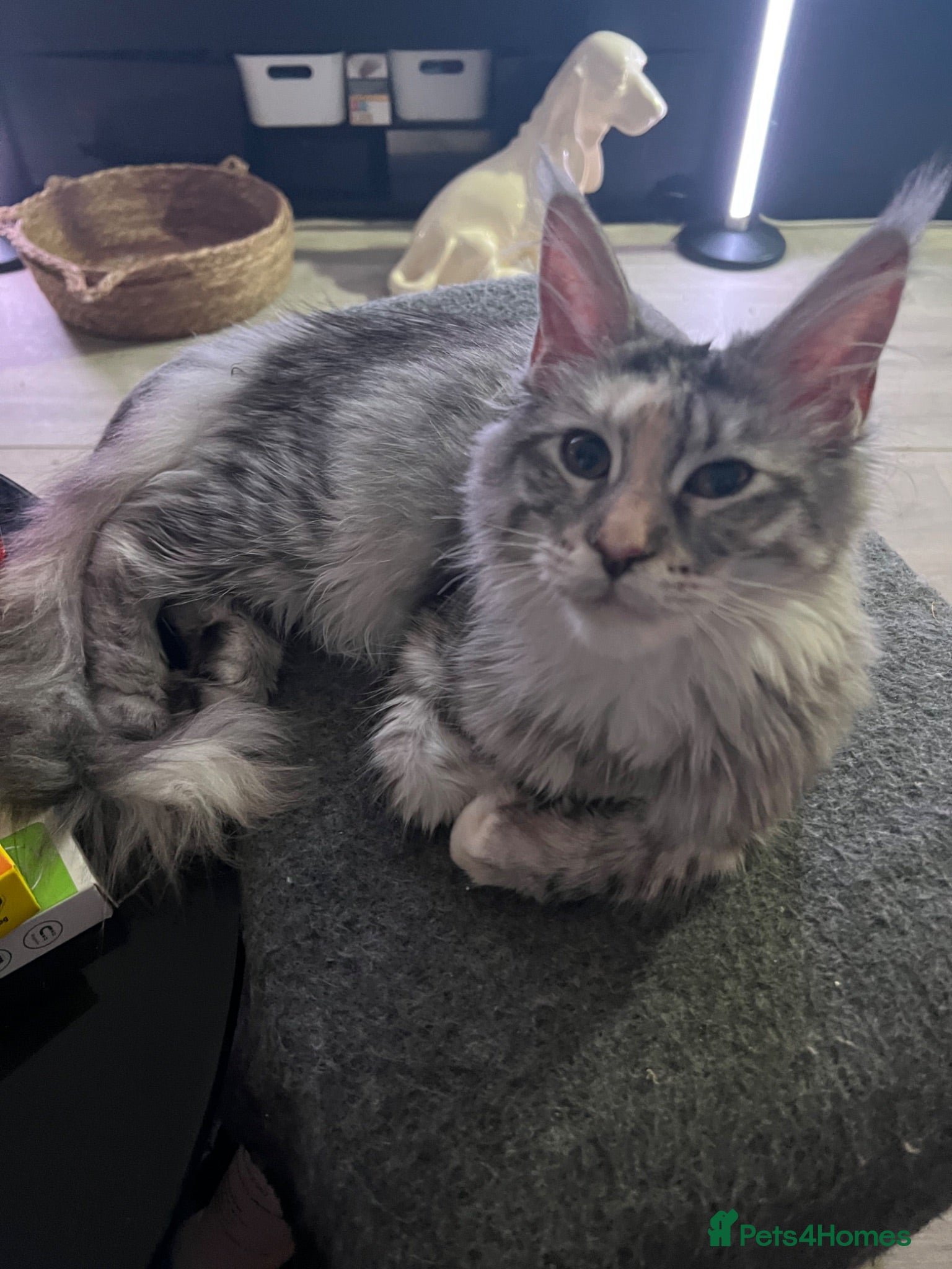 Maine Coon cats Last two girls.Reduced price.MC kittens  - Advert 2
