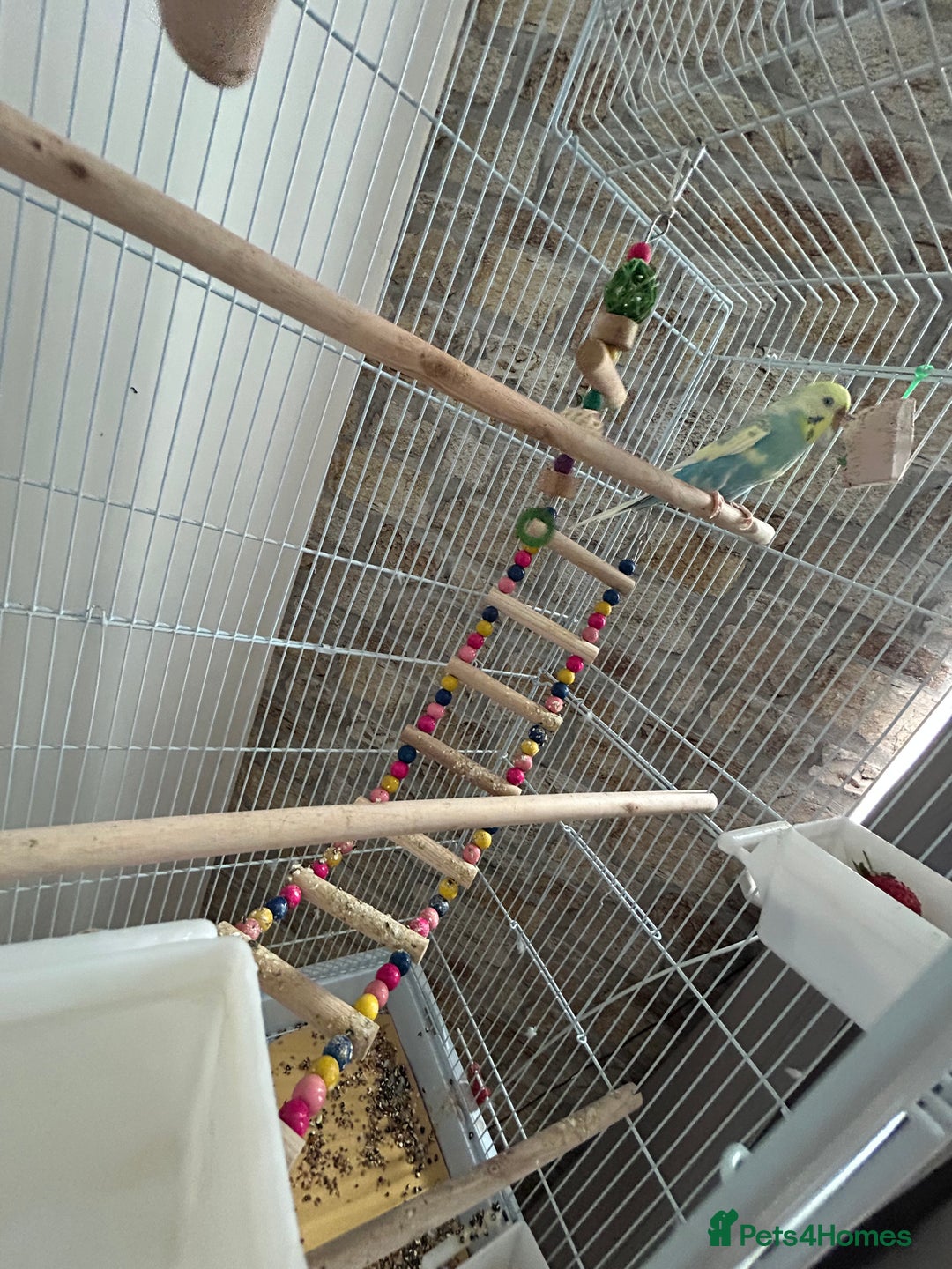 Budgerigars birds for sale: Budgie and cage for sale - Image 2