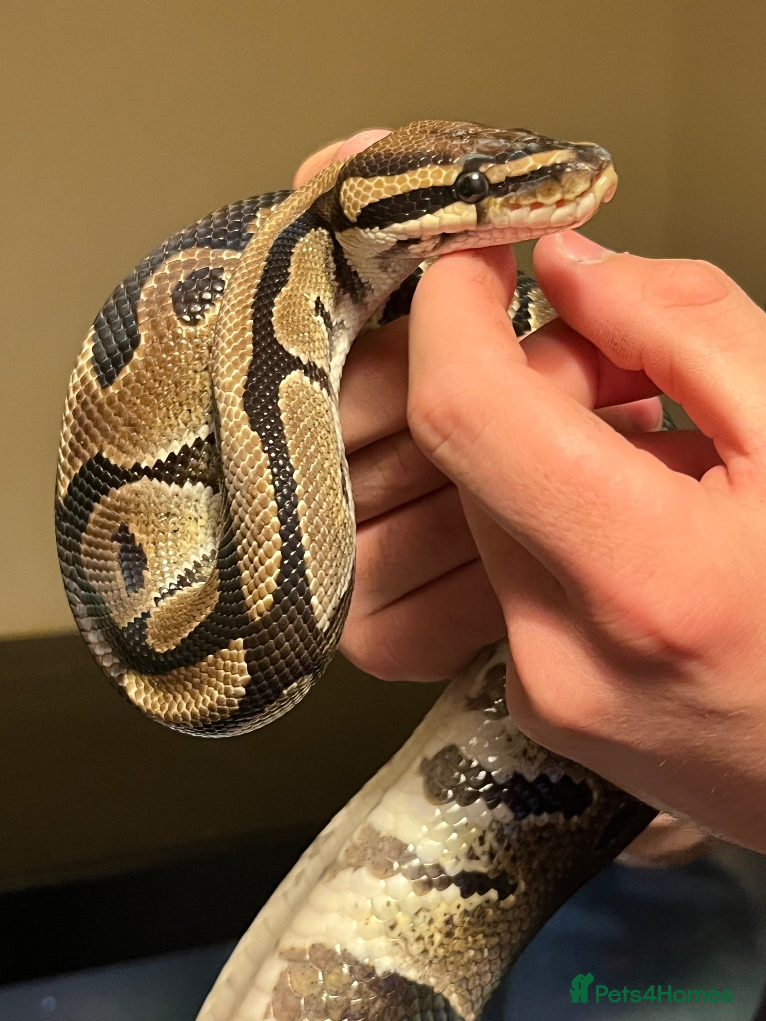 Python Snake reptiles Royal python  - Advert 2