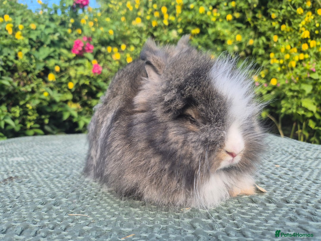 Angora rabbits for sale: 😍Large Angora babies- parents imported from 🇫🇷  - Image 19