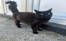 Mixed Breed cats for sale: Beautiful Maine Coone cross mix breed - Image 7