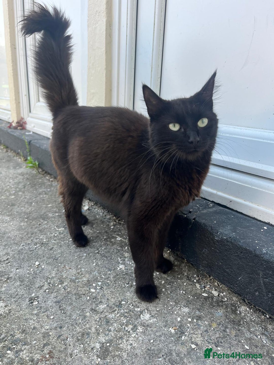 Mixed Breed cats for sale: Beautiful Maine Coone cross mix breed - Image 7