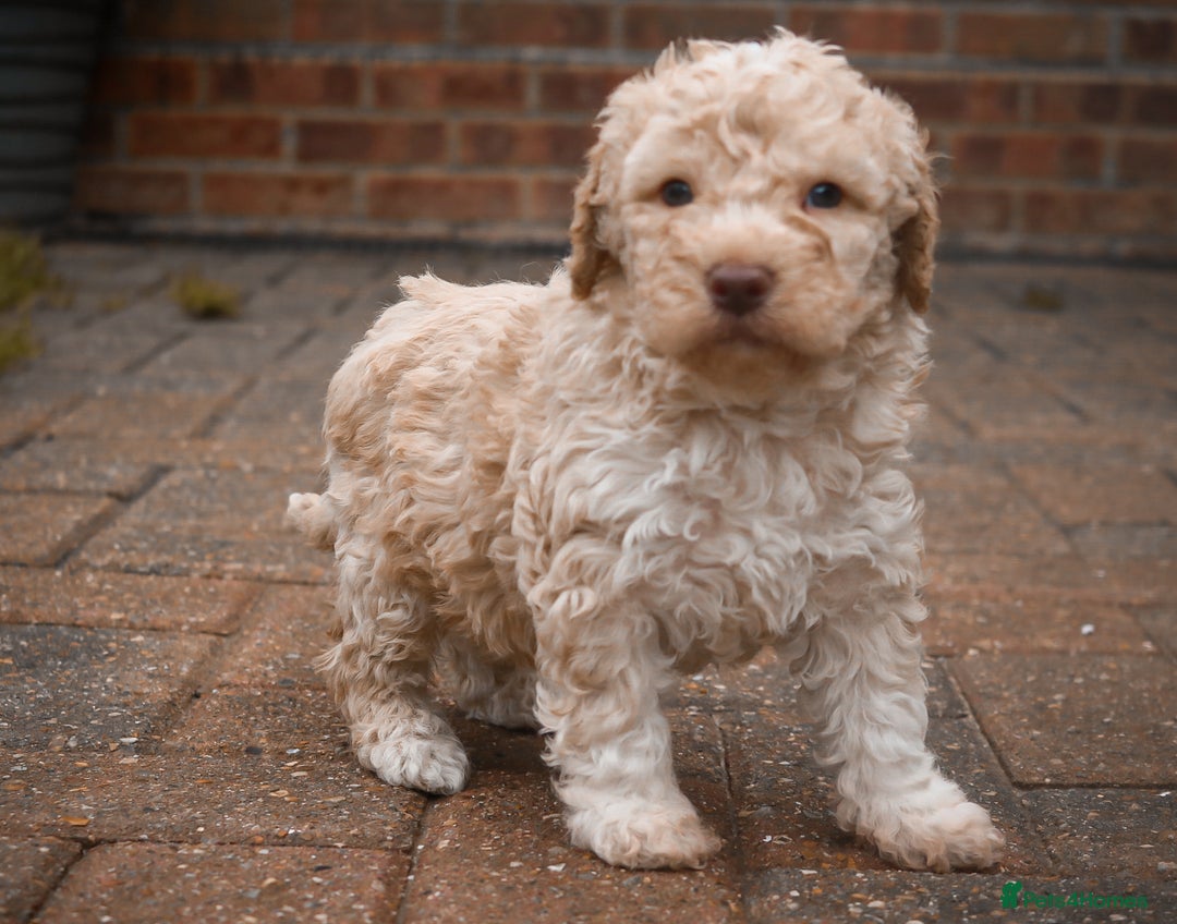 Lagotto Romagnolo dogs for sale: *READY NOW*10 WKS OLD* KC Reg Full Health Tested - Advert 17
