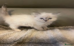 Ragdoll cats for sale: Last boy girl Hcm pkd so loving  playful cutie  - Image 35