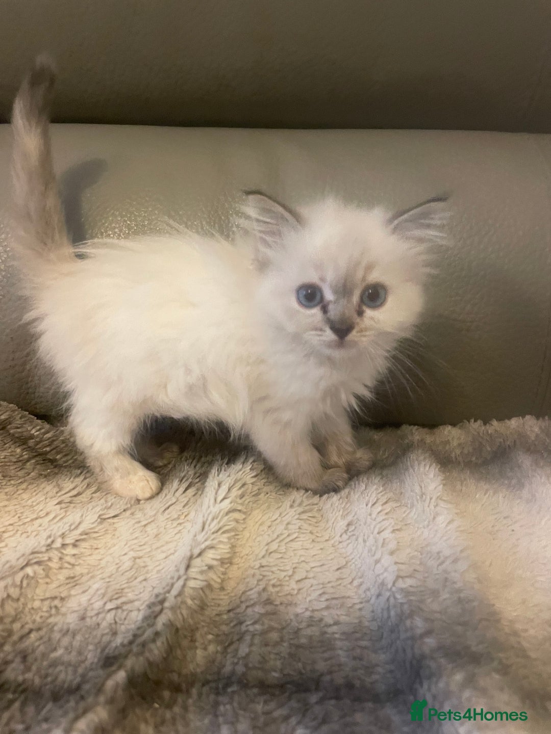 Ragdoll cats for sale: Last boy girl Hcm pkd so loving  playful cutie  - Image 35