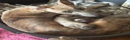 Whippet dogs for sale: 6 beautiful blue brindle whippet x Bedlington pups - Advert 15