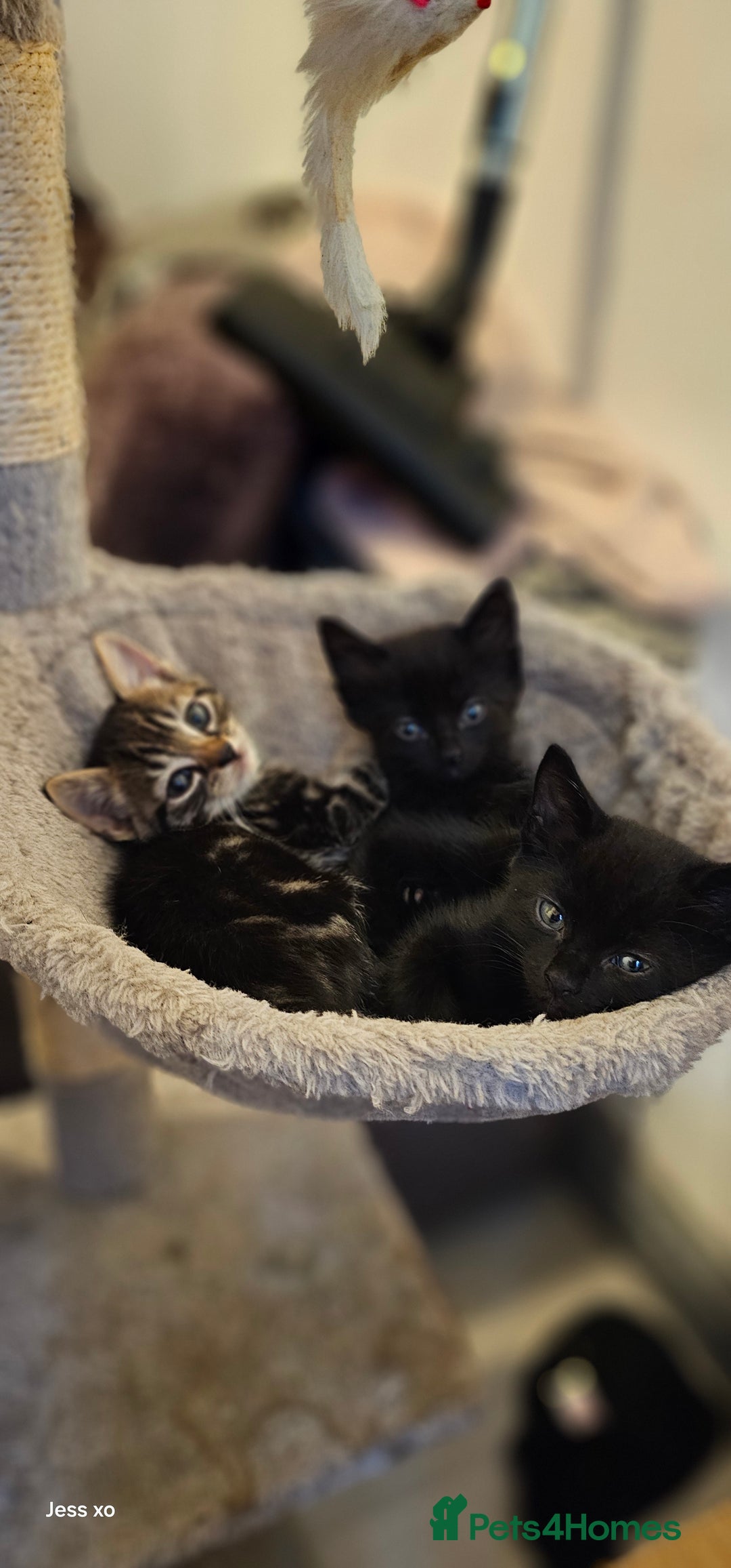 Mixed Breed cats for sale: Mid & long hair black kittens - Image 4