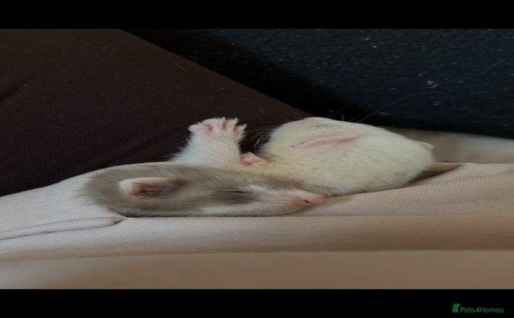 Ferret rodents Two male ferrets - Advert 1