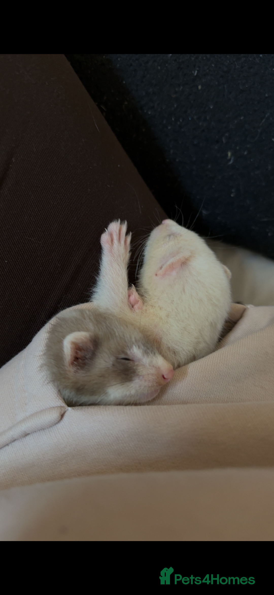 Ferret rodents for sale: Two male ferrets - Advert 1