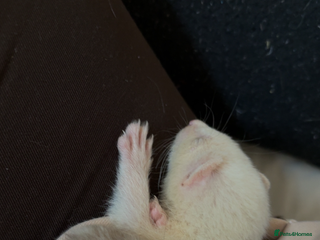 Ferret rodents Two male ferrets - Advert 3