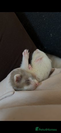 Ferret rodents Two male ferrets - Advert 1