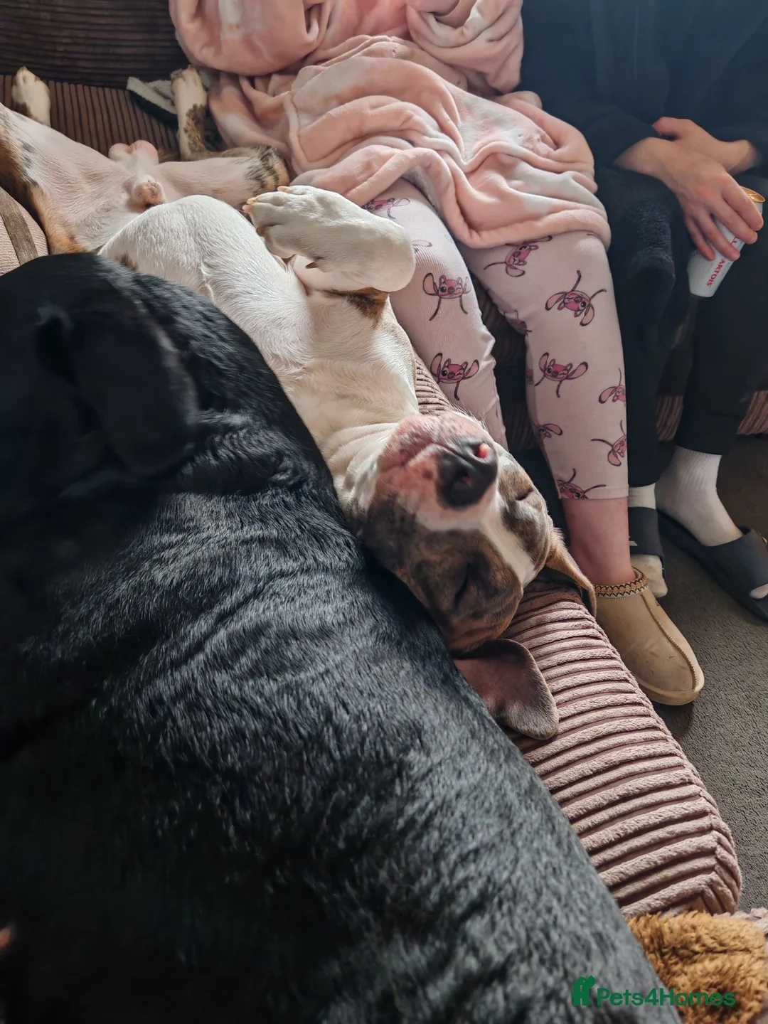 Mixed Breed dogs for stud: American Staffordshire Terrier x Staff Bull Terr. - Advert 12