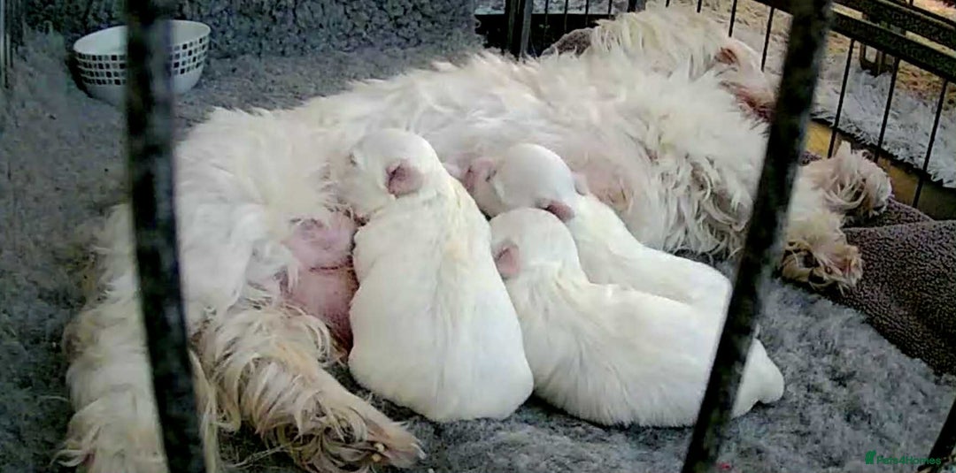 Maltese dogs for sale: Stunning Maltese pups for sale ready to go - Image 9