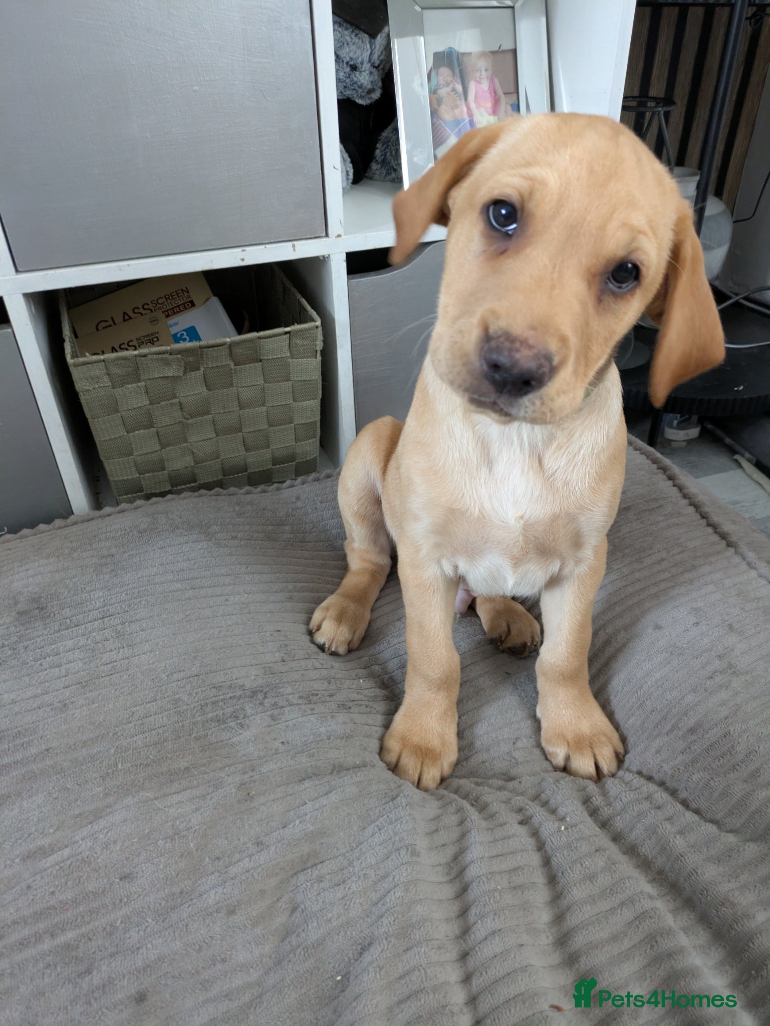 Labrador Retriever dogs 2 Labrador puppies ready to go 1 girl and 1 boys - Advert 14