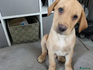 Labrador Retriever dogs 2 Labrador puppies ready to go 1 girl and 1 boys - Advert 1