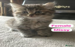 Mixed Breed cats for sale: Kittens for sale - Image 3