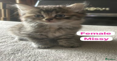 Mixed Breed cats - Advert 13