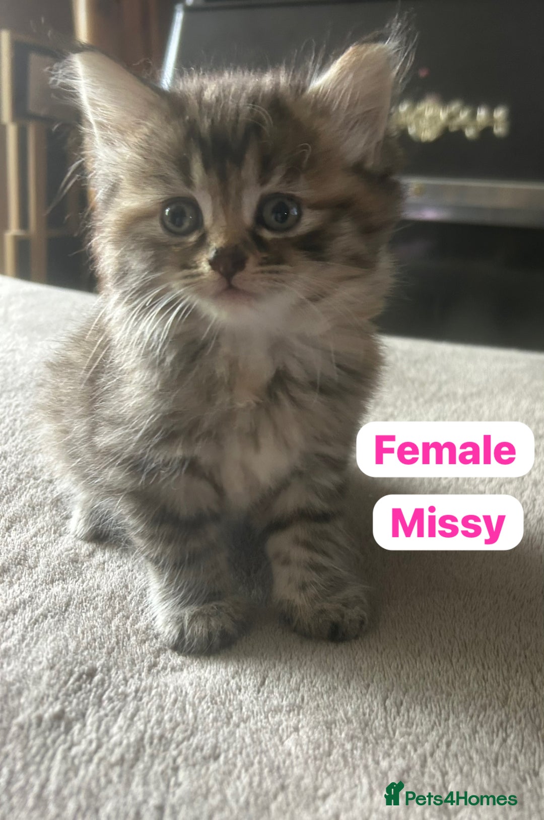Mixed Breed cats for sale: Kittens for sale - Image 3