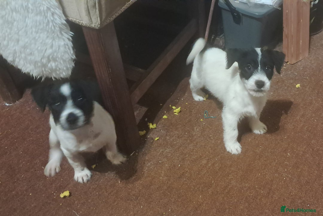 Jack Russell dogs for sale: KC Jack Russell pups, DNA Clear- LOA, SCA, PLL - Advert 26