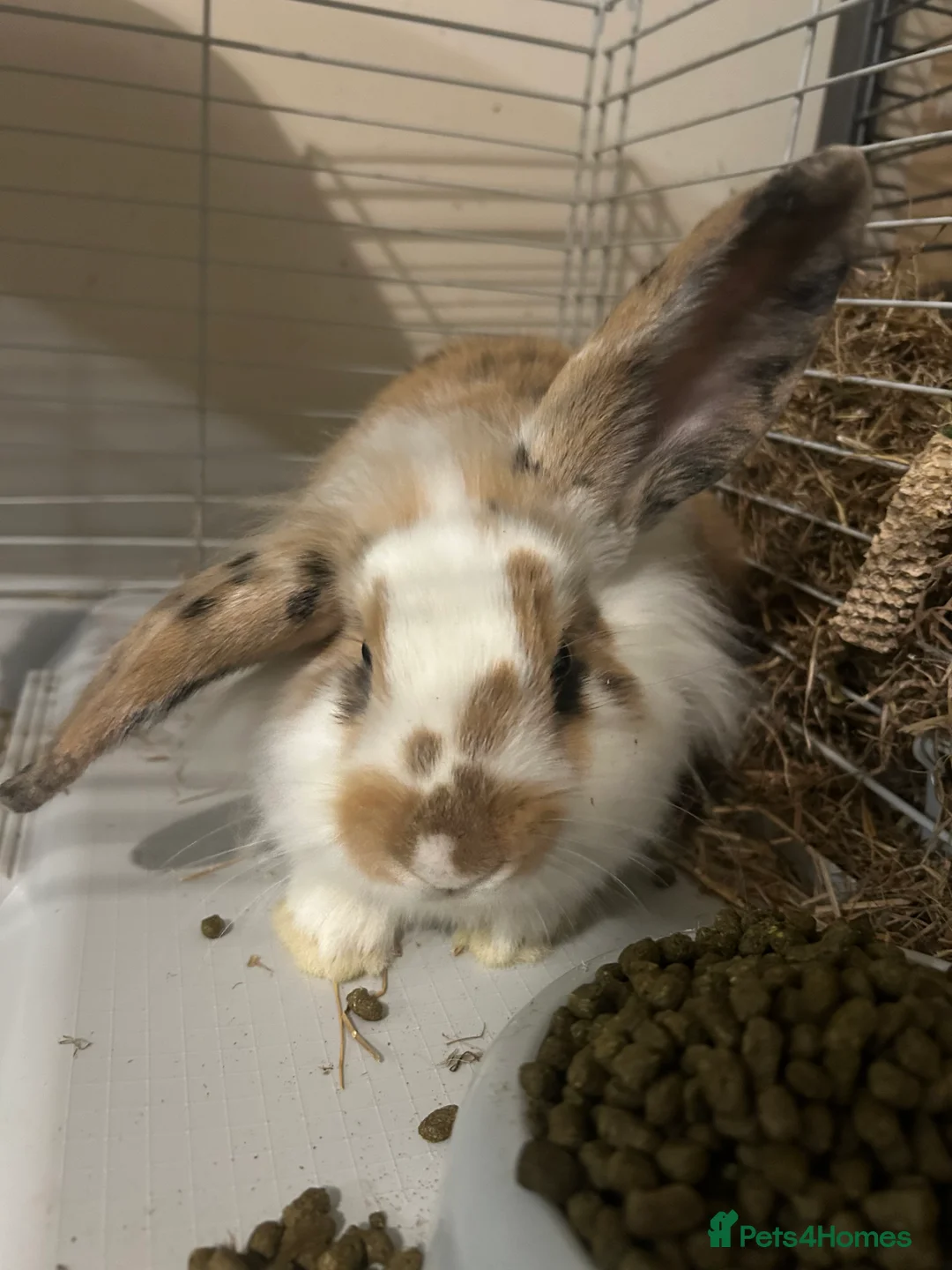 Mixed Breed rabbits for sale: 2 beautiful female rabbits - Advert 4