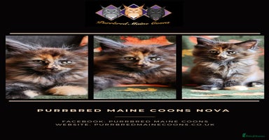 Maine Coon cats - Advert 13