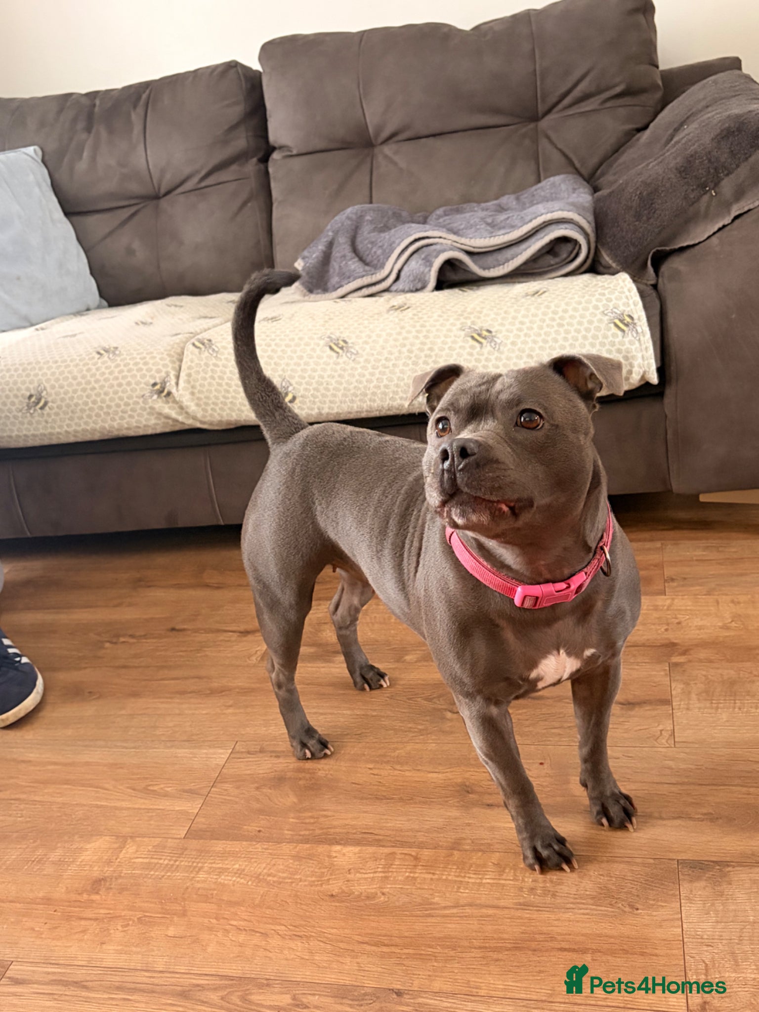 Staffordshire Bull Terrier dogs Litter of 6 Blue Staffordshire Bull Terriers - Advert 1