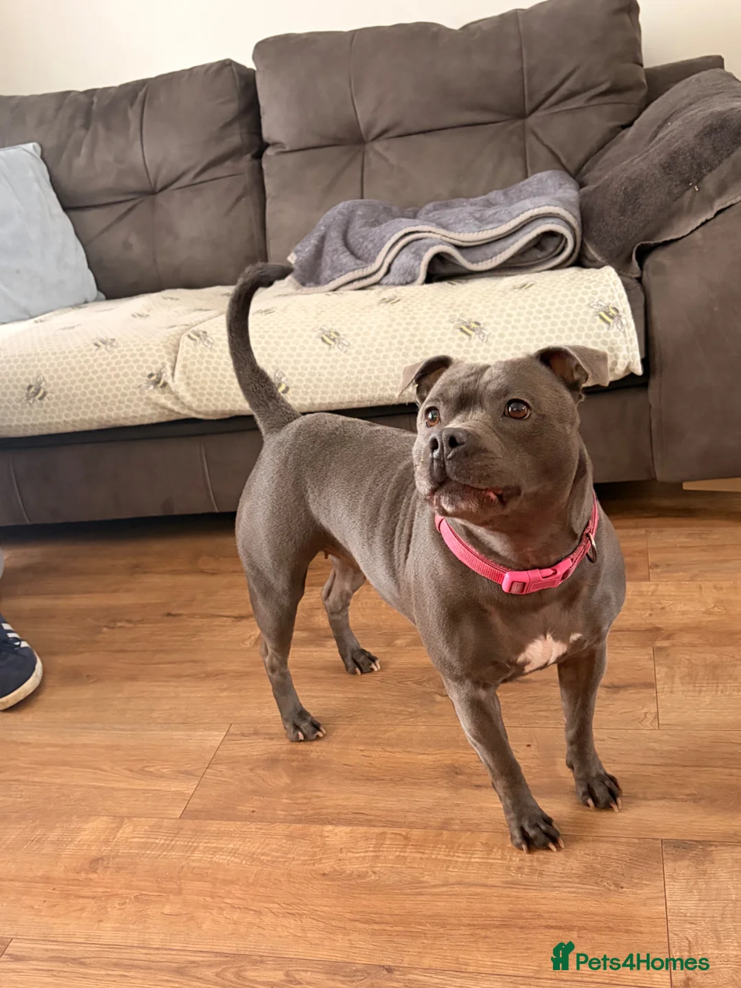 Staffordshire Bull Terrier dogs for sale: Litter of 6 Blue Staffordshire Bull Terriers - Advert 1