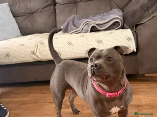 Staffordshire Bull Terrier dogs KC Registered Blue Staffordshire Bull Terriers - Advert 14