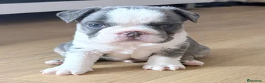 French Bulldog 1