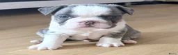 French Bulldog dogs for sale: Beautiful frenchie pups 6 weeks old  - Advert 2