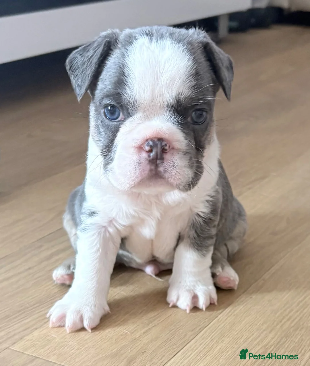 French Bulldog dogs for sale: Beautiful frenchie pups 6 weeks old  - Advert 2