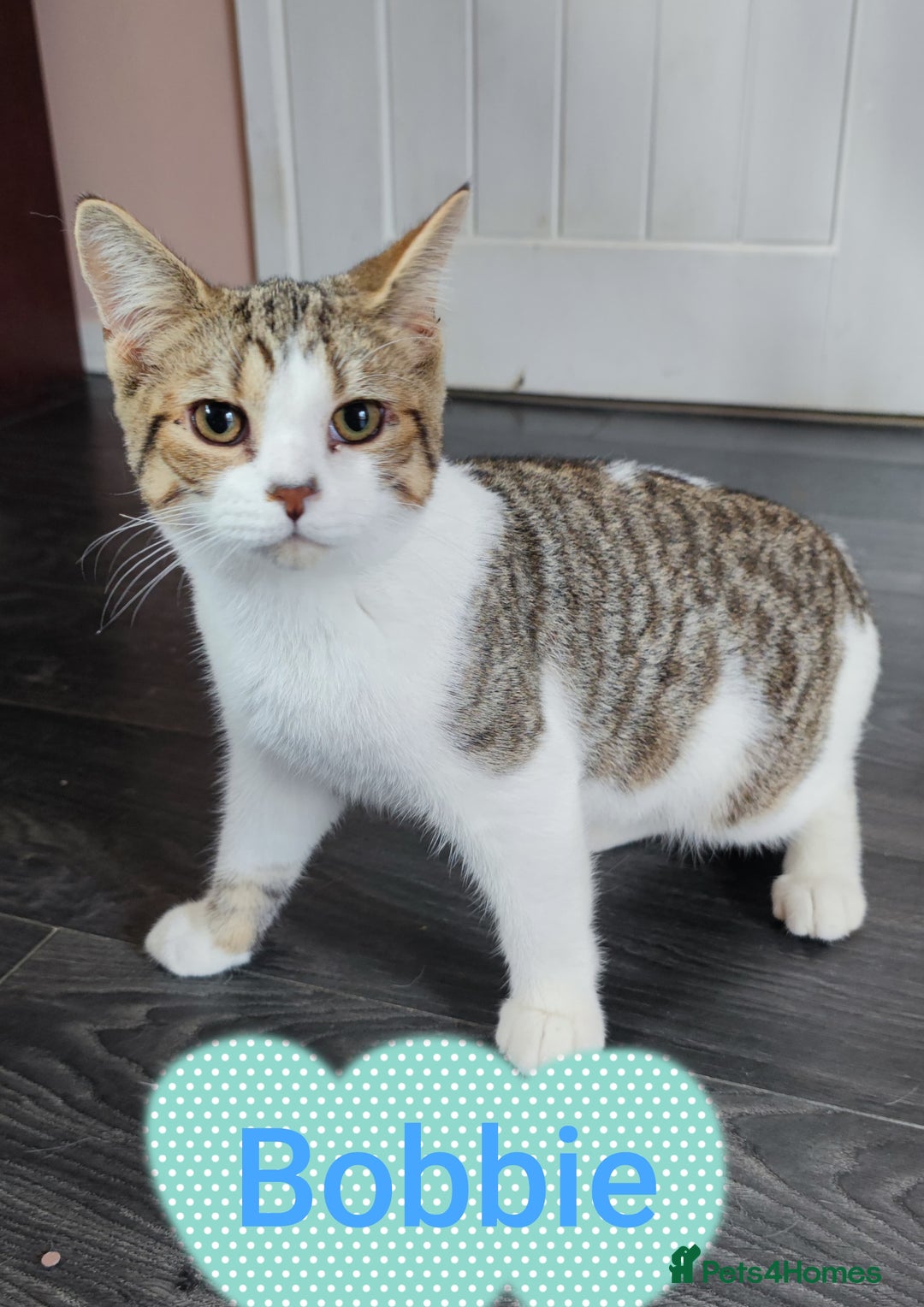 British Shorthair cats for sale: AVAILABLE - STUNNING BSH BOY - READY TO LEAVE - Image 2