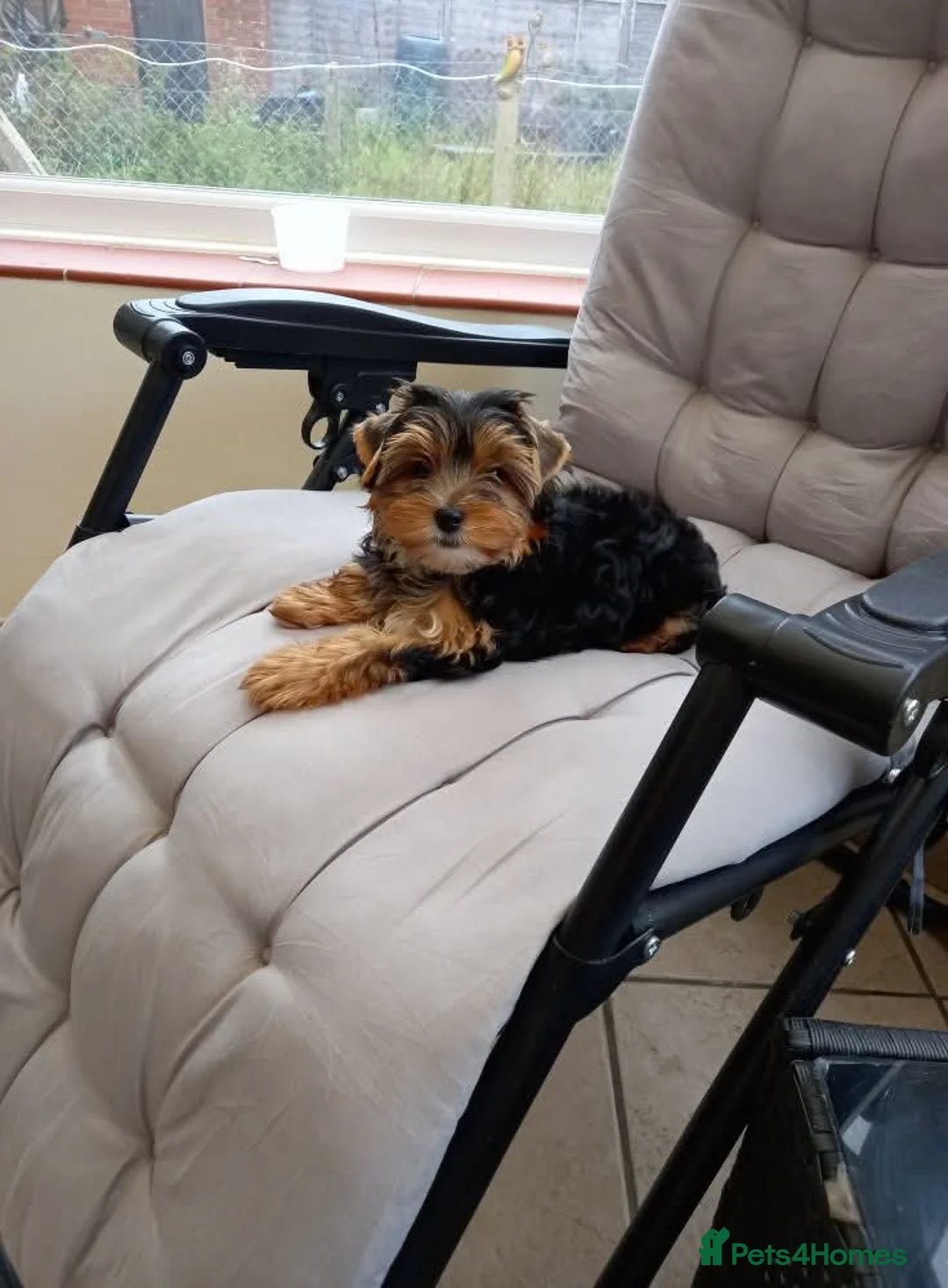 Yorkshire Terrier dogs for sale: Rehome  - Advert 1