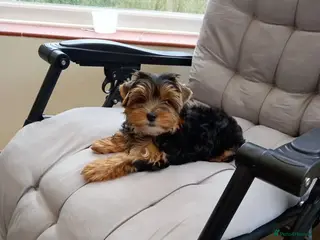 Yorkshire Terrier dogs Rehome - Advert 3
