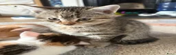 Domestic Shorthair cats for sale: 6 beautiful playful kittens - Advert 9