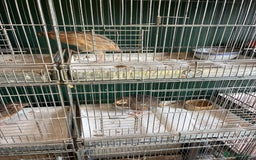 Quail poultry for sale: Point of lay hens and cocks - Image 3