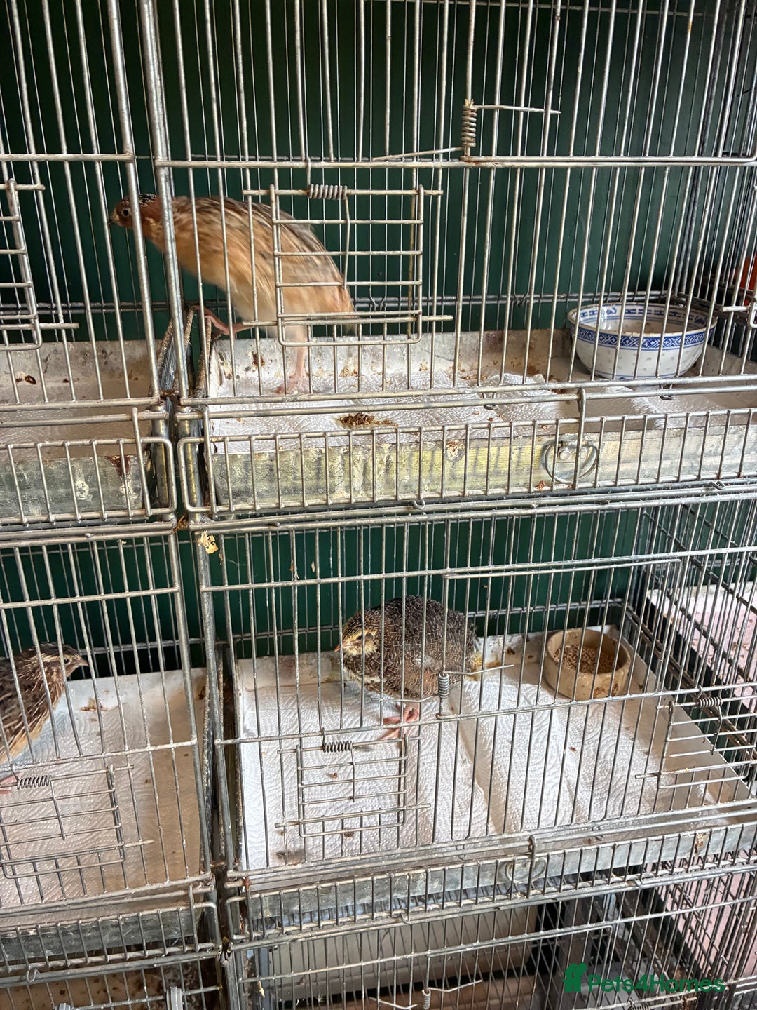 Quail poultry for sale: Point of lay hens and cocks - Image 3