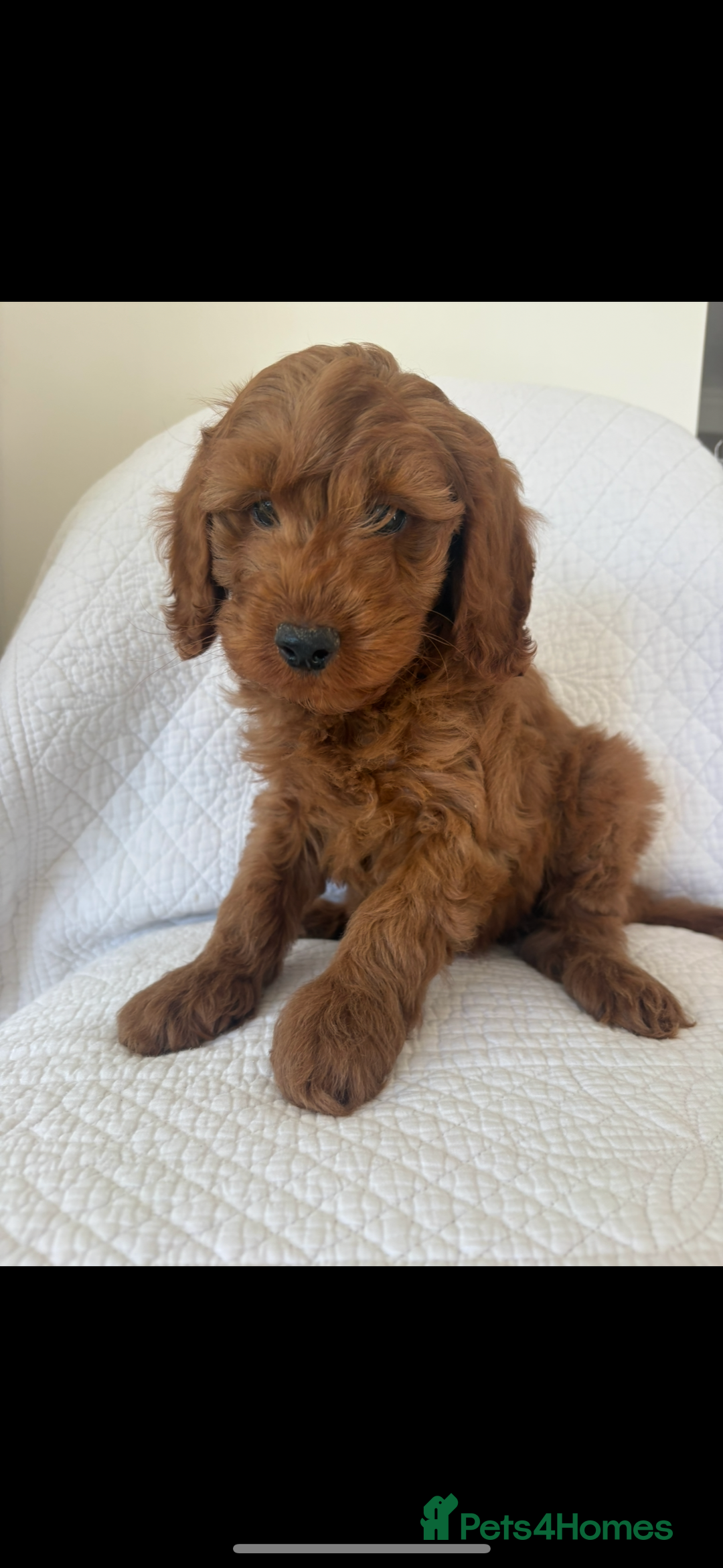 Labradoodle dogs for sale: LICENSED BREEDER F2b mini labradoodles - Image 17