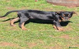 Mixed Breed dogs for sale: Huntaway x Lurcher puppies  - Image 12