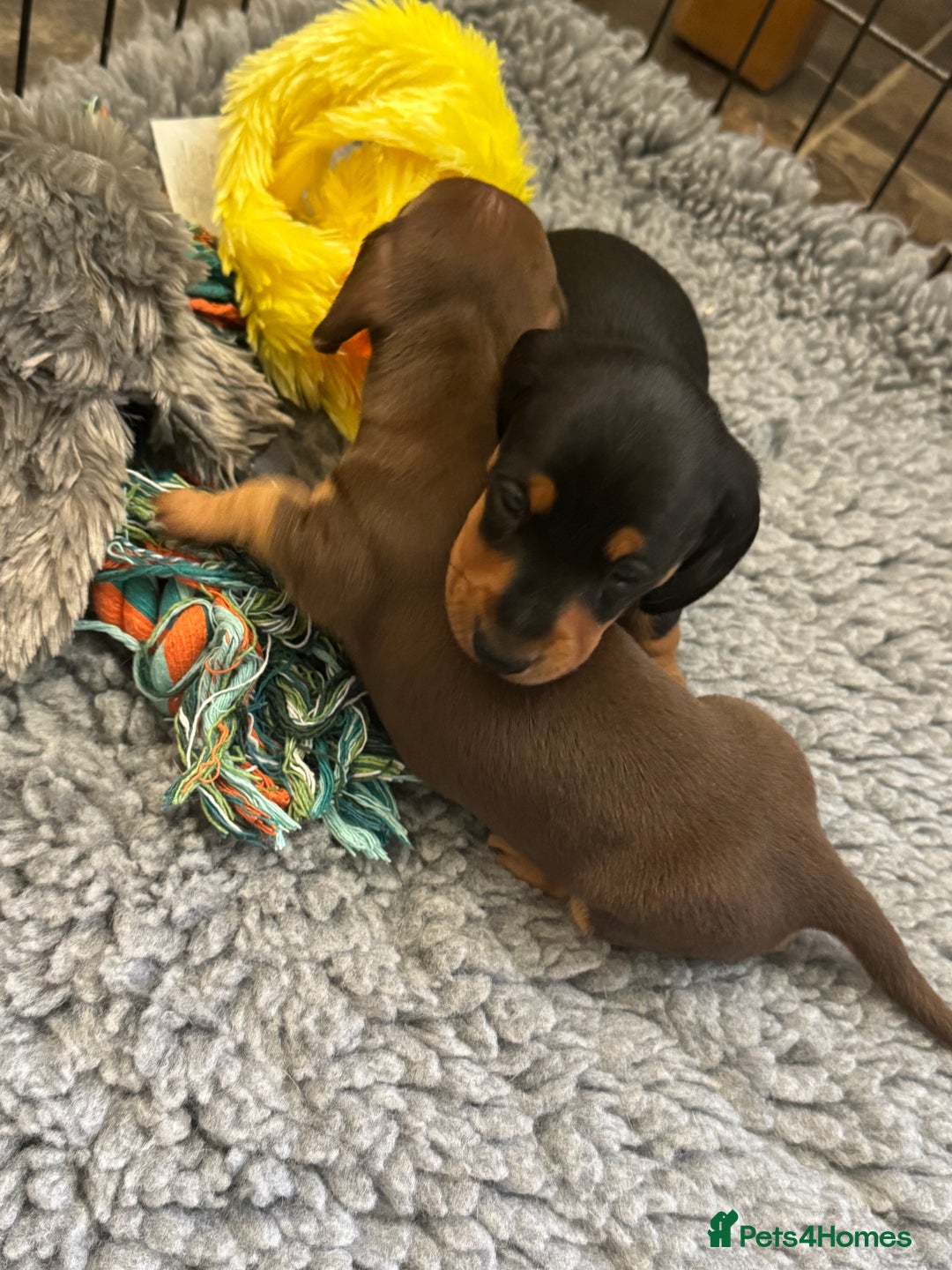 Miniature Dachshund dogs for sale: Gorgeous KC reg miniature Dachshund puppies  - Image 14