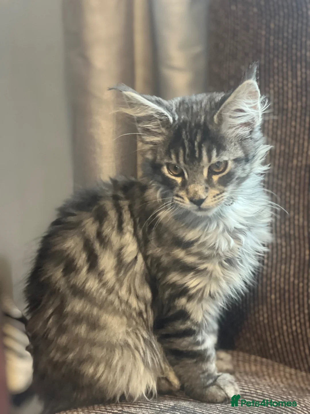 Maine Coon cats for sale: Georgeous Maine coon kittens active register - Advert 1