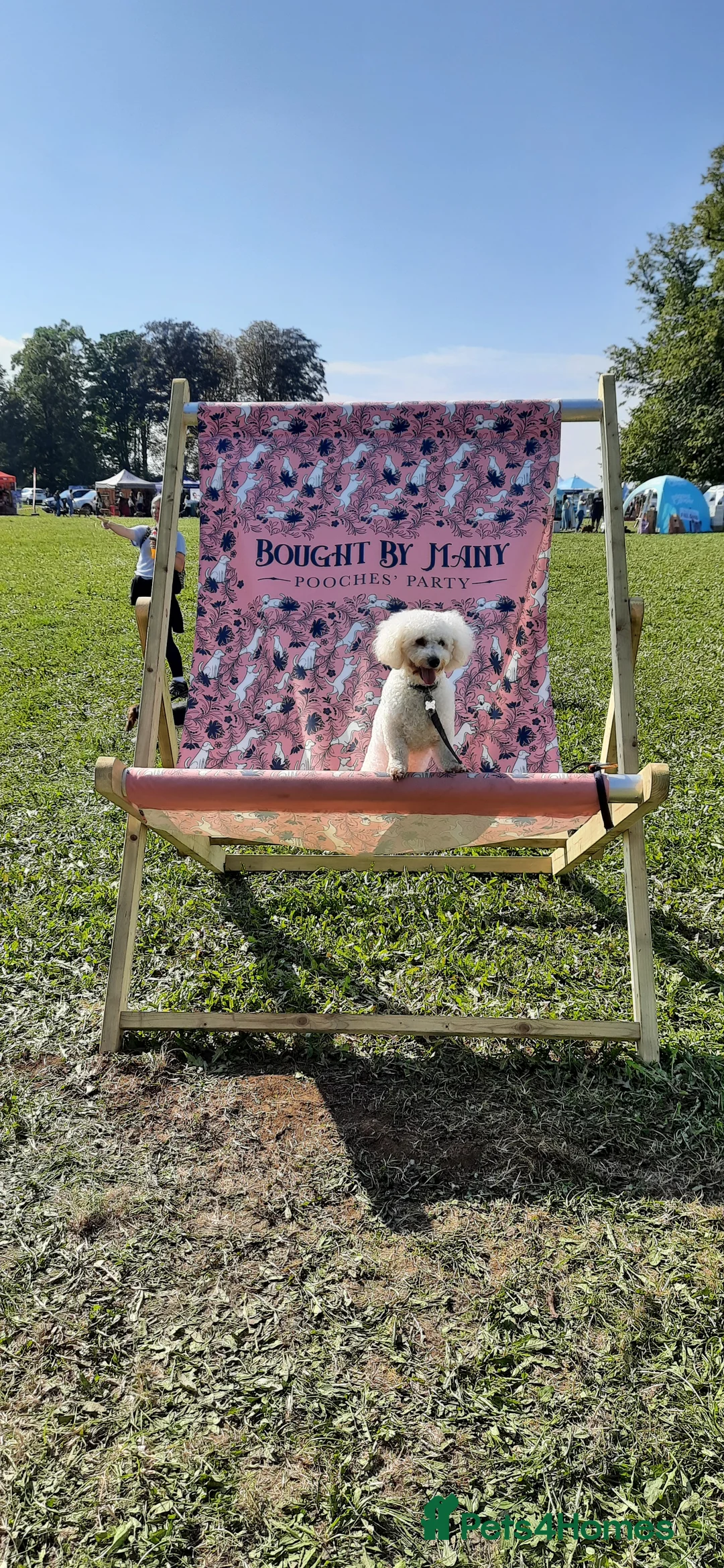 Bichon Frise dogs for stud: Alfie, super stud in Birmingham - Advert 10