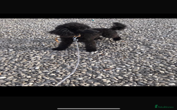 Toy Poodle dogs for sale: Toy poodle  - Image 15