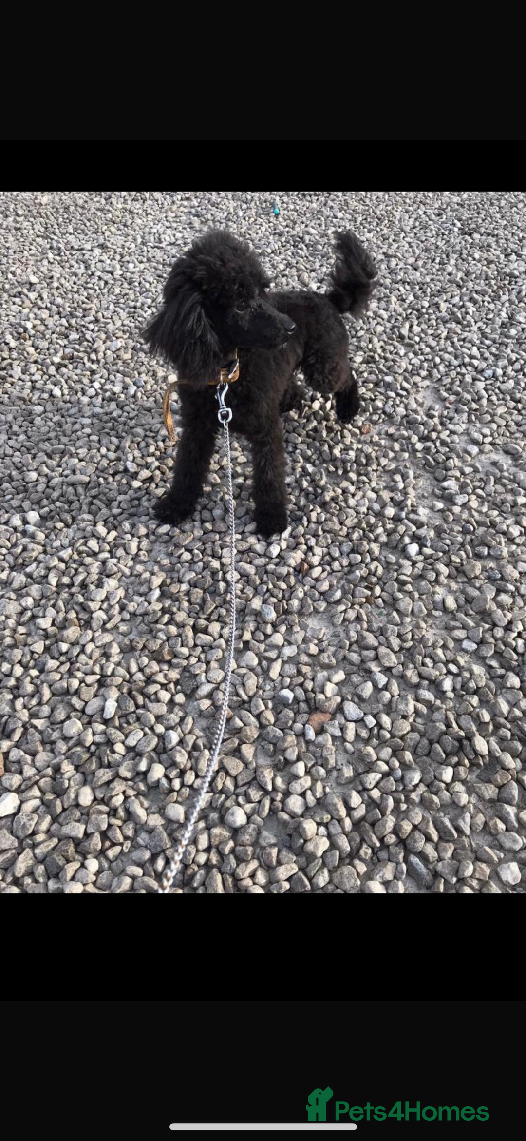 Toy Poodle dogs for sale: Toy poodle  - Image 15