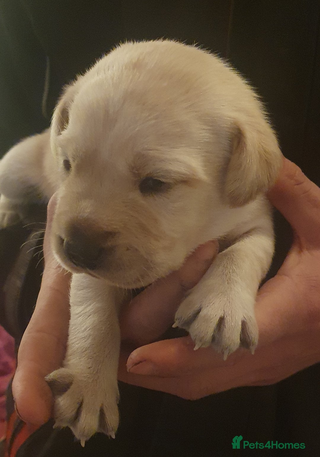 Labrador Retriever dogs for sale: labrador pups for sale home reared - Advert 1
