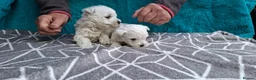 West Highland Terrier dogs for sale: Stunning West Highland Terrier Puppies - Advert 13