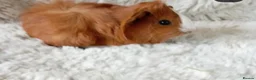 Guinea Pig rodents for sale: 1 boy 6 girls - Advert 6