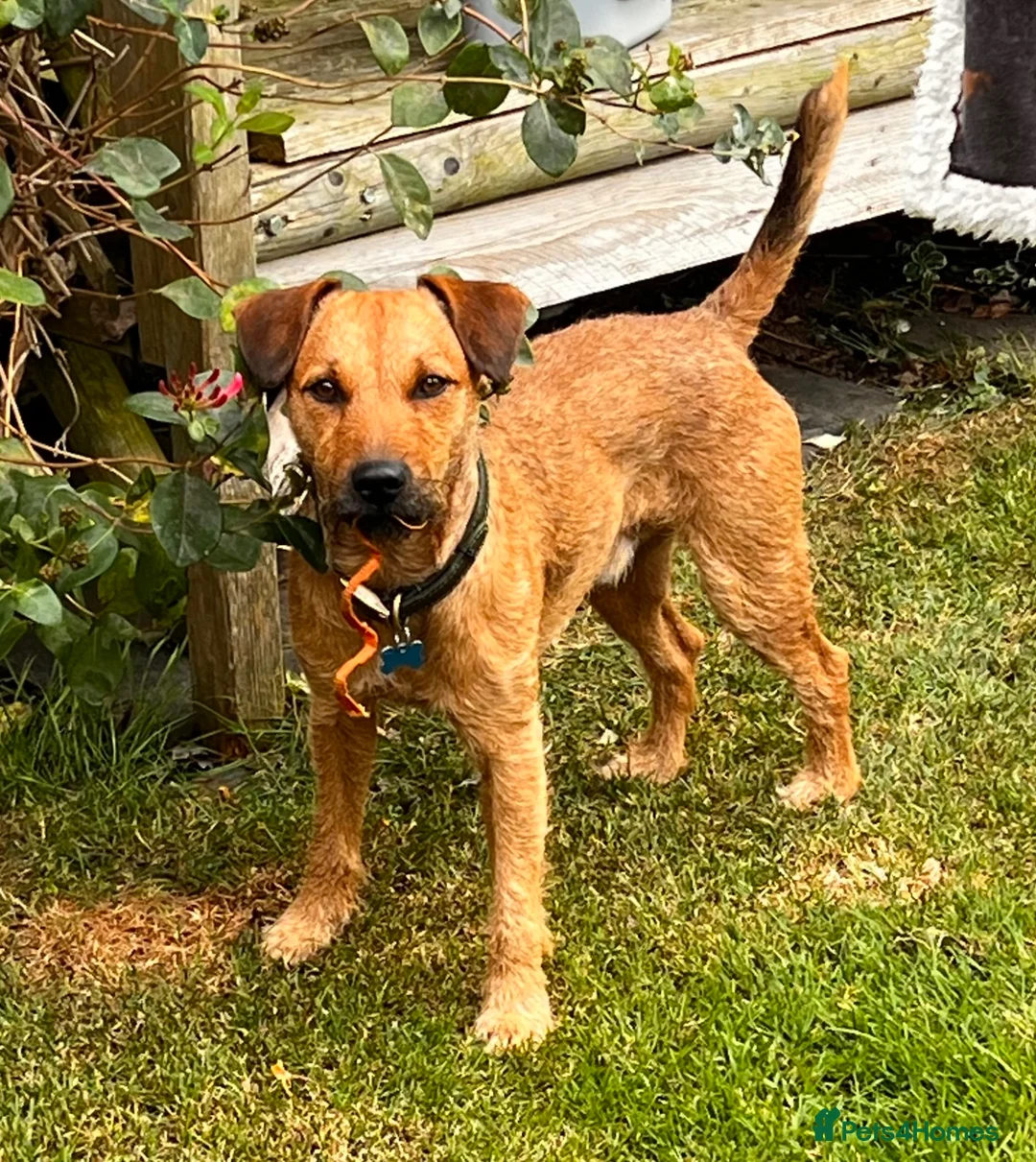 Patterdale Terrier dogs for stud: Handsome patterdale for stud - Advert 1