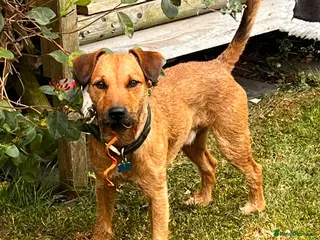 Patterdale Terrier dogs Handsome patterdale for stud - Advert 3